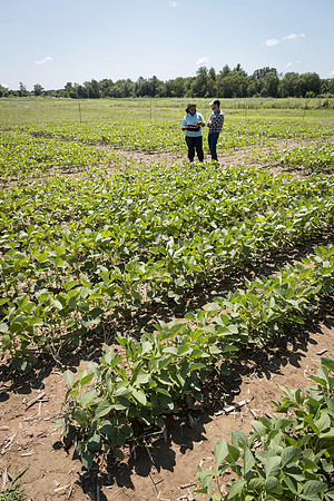 NL_Soybeans_072319_Carbondale_26