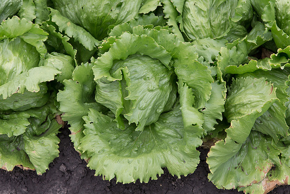 Lettuce_Sahara_MX_0013