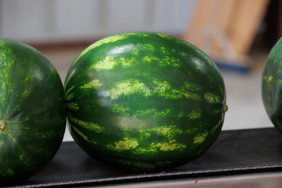 Seminis2022_FL_JEM_3644