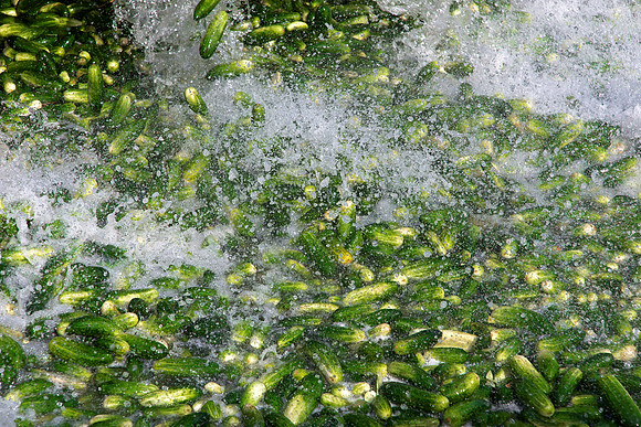 PicklingCucumber_Vlaspik_Processing_MI_0020
