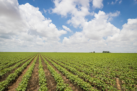 RRXCottonTexas_cdp_5454