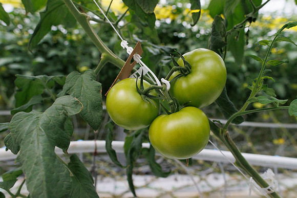 Tomato_DRTH2911_10