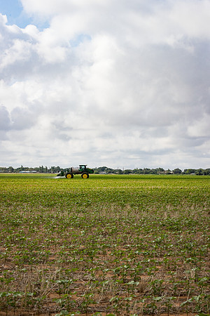 RRXCottonTexas_cdp_5323