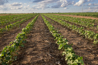 RRXCottonTexas_cdp_4215