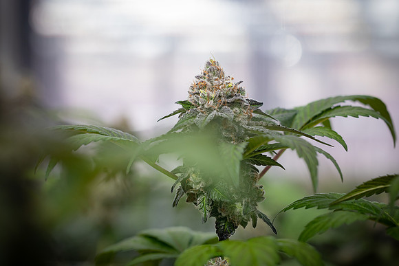 CDPh_471