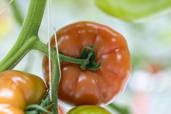 Tomatoes_DRTH5066_68