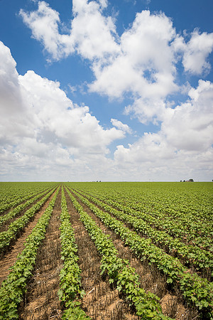 RRXCottonTexas_cdp_5456