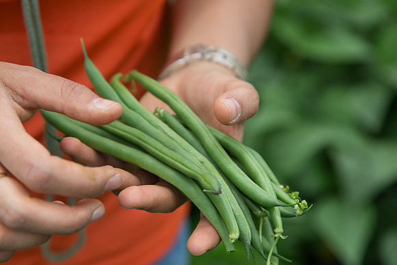 GreenBean_Sybaris_MX_0024