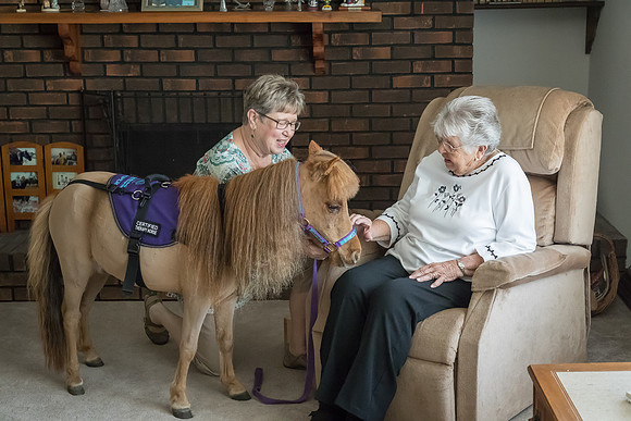 AmericasFarmers_HeartlandMiniHorses_210
