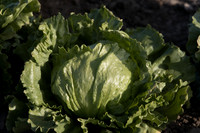 Lettuce_SV0822LG_CA_0013