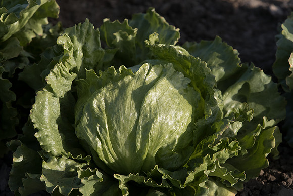 Lettuce_SV0822LG_CA_0013
