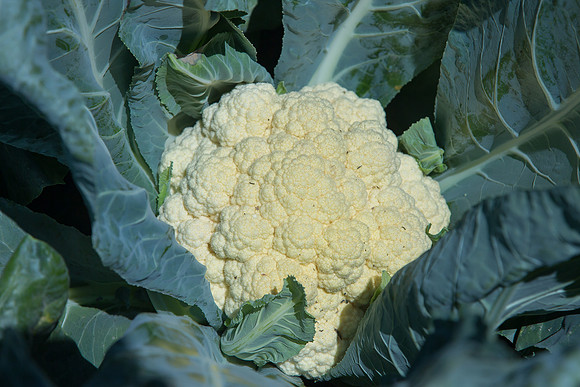 Cauliflower_Freedom_CA_0009