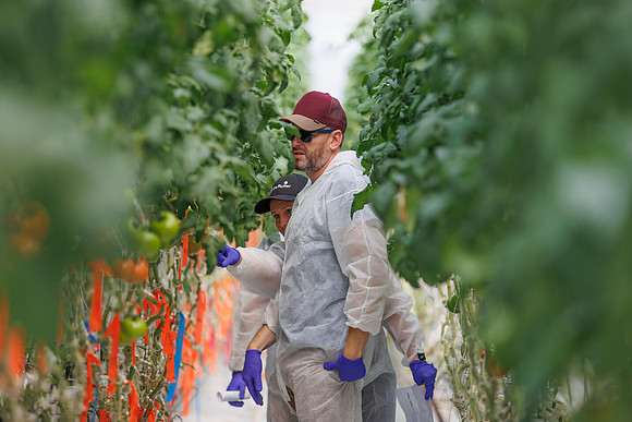 Tomato_DeRuiter_Kingsville_2022_677