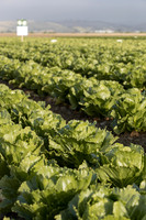 Lettuce_SV2988LG_CA_0068