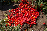 Tomato_SV2493TM_CA_00027