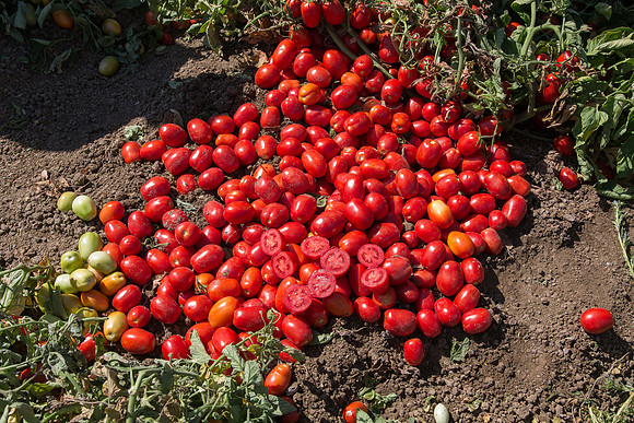 Tomato_SV2493TM_CA_00027
