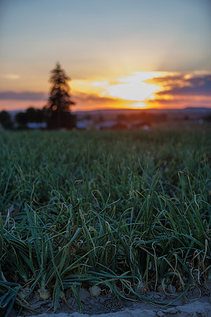 Seminis2022_Idaho_35