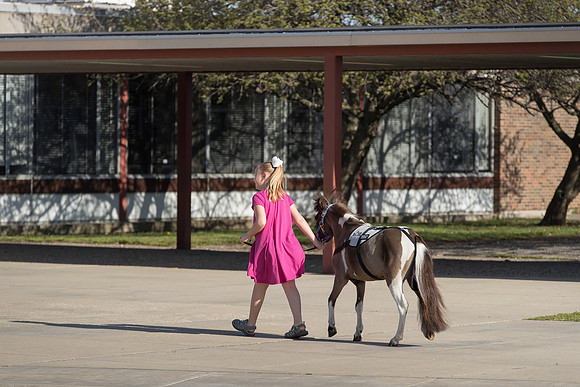 AmericasFarmers_HeartlandMiniHorses_489