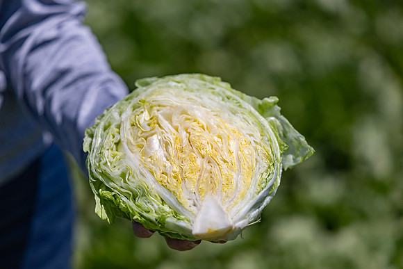 Slotmasher_Lettuce_38