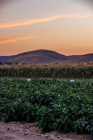 Seminis2022_Idaho_213-HDR