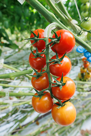 Tomato_Pelligrino_28