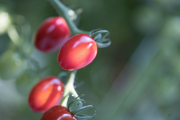 Tomato_Devoured_15