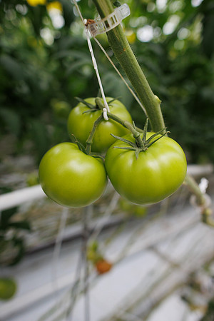 Tomato_DeRuiter_Kingsville_2022_346