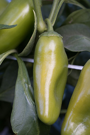 Pepper_Tapuni_49