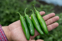 HotPepper_DonVincente_MX_0009