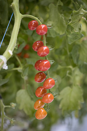 Tomato_Devoured_45