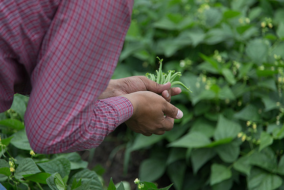 GreenBean_Giolli_MX_0030