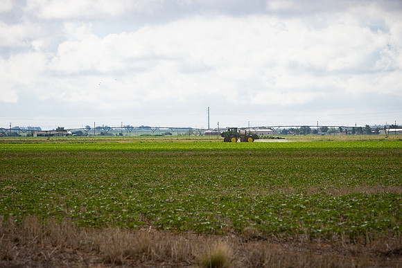 RRXCottonTexas_cdp_5262