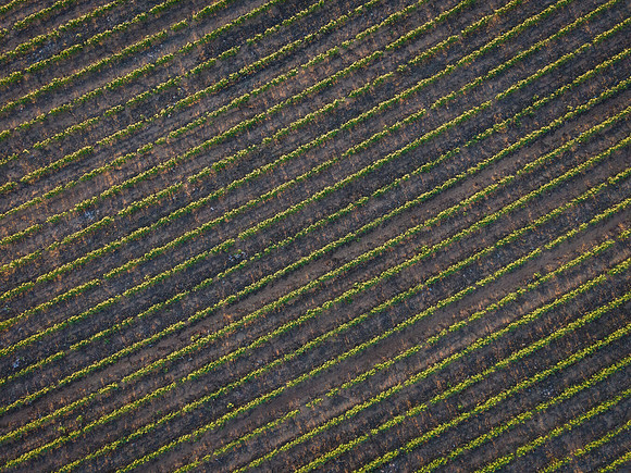 RRXCottonTexas_cdp_4437