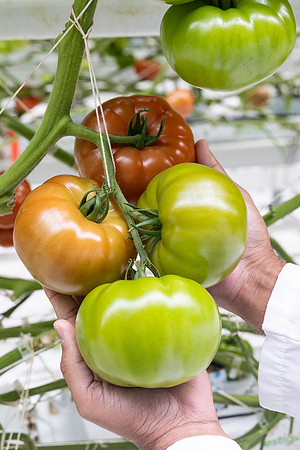 Tomatoes_DRTH5066_36