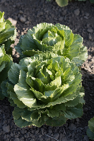 Lettuce_SV2988LG_CA_0090
