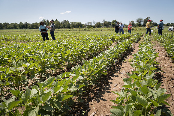 NL_Soybeans_072319_Carbondale_12