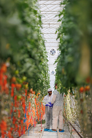 Tomato_DeRuiter_Kingsville_2022_549