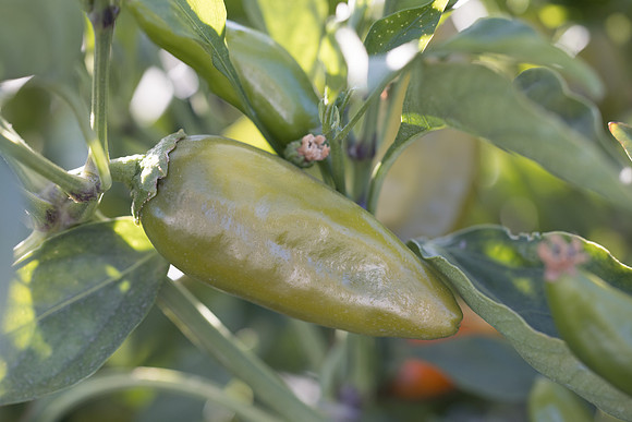 Pepper_Katzi_67