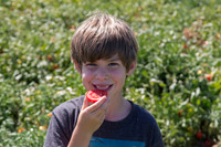 Tomato_SV8516TM_CA_00020
