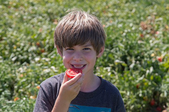 Tomato_SV8516TM_CA_00020
