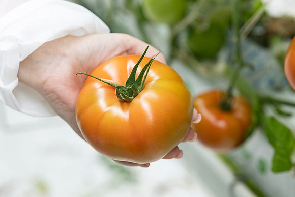 Tomatoes_DRTH5075_10