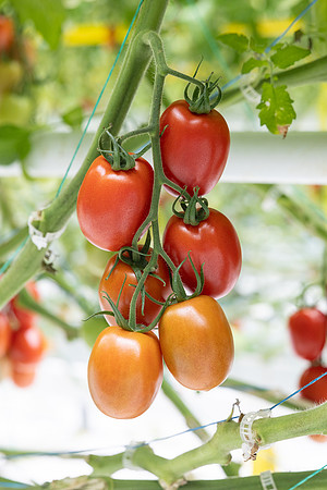 Tomatoes_DRTJ4077_17