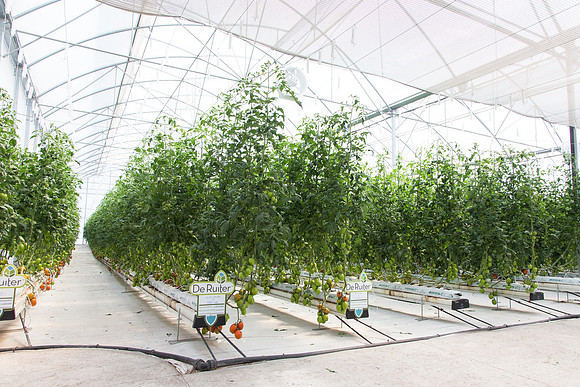 Tomato_4179_MX_0065