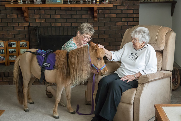 AmericasFarmers_HeartlandMiniHorses_213