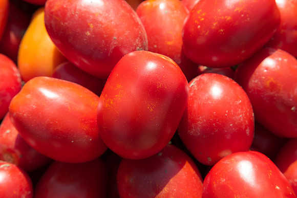 Tomato_SV2493TM_CA_00005