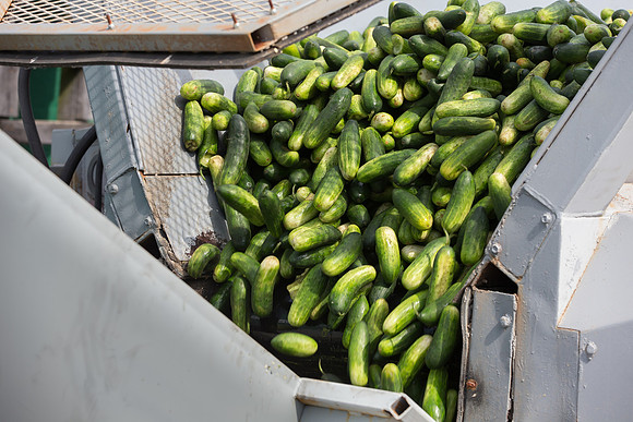 PicklingCucumber_Vlaspik_Processing_MI_0582