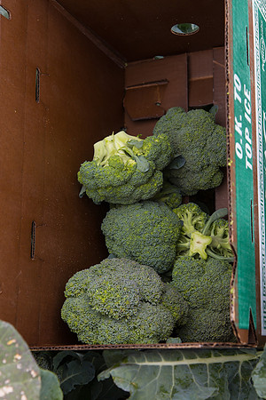 Broccoli_Harvest_CA_0016