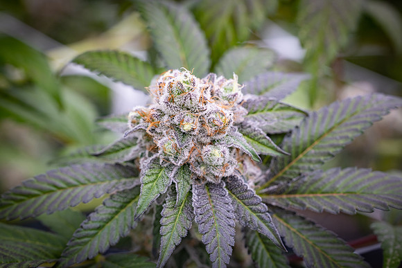 CDPh_571