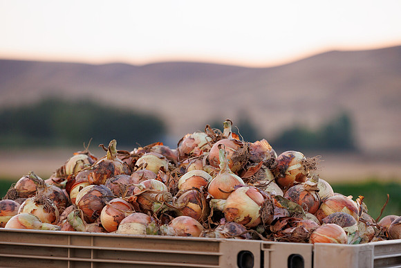 Seminis2022_Idaho_414
