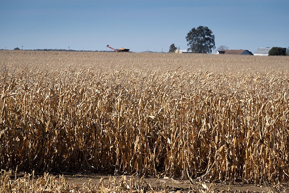 NL_Corn_Harvest_2019_c_8